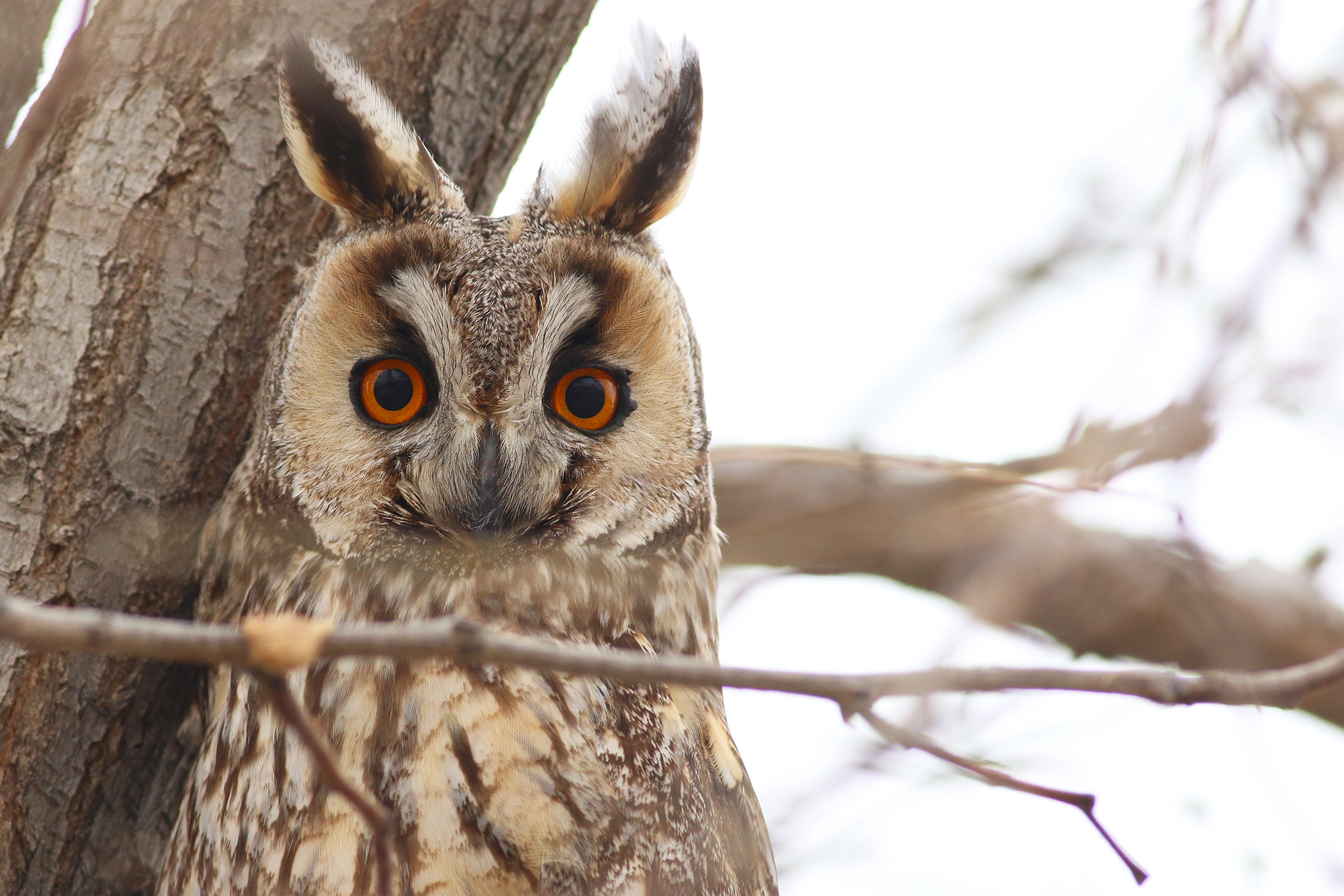 Long-eared Owl